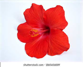 Hybiscus Images, Stock Photos u0026 Vectors  Shutterstock