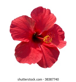Red flower- Hibiscus rosa sinensis with path isolated on white