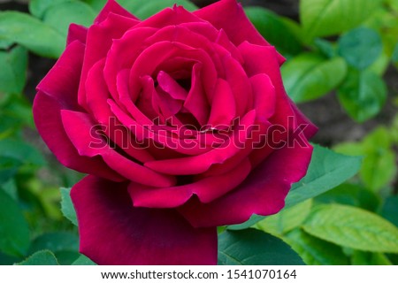 Red flower of hybrid tea Rose Chrysler Imperial