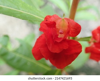Red flower, Impatiens Balsamina flower, commonly known as balsam, garden balsam, rose balsam, touch-me-not or spotted snapweed, is an annual plant growing to 20–75 cm tall, with a thick, but soft stem