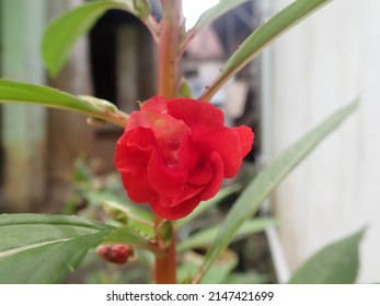 Red flower, Impatiens Balsamina flower, commonly known as balsam, garden balsam, rose balsam, touch-me-not or spotted snapweed, is an annual plant growing to 20–75 cm tall, with a thick, but soft stem