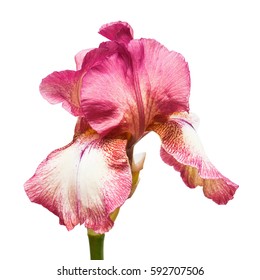 Red flower iris isolated on white background. Flat lay, top view. Easter Foto Stock