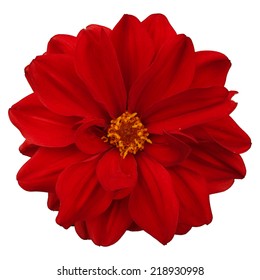 Red Flower Isolated