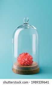 A Red Flower Isolated Inside A Glass Dome On A Blue Background. Concept Of Environment, Isolation And Quarantine. Vertical Image With Copy Space.