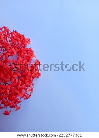 a red flower isolated on blue background. white background. bouquet of red flower. Ixora chinensis. jungle geranium