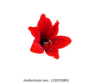 red flower isolated on white background 