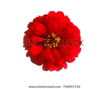 Red Flower Isolated on White Background,Zinnia.