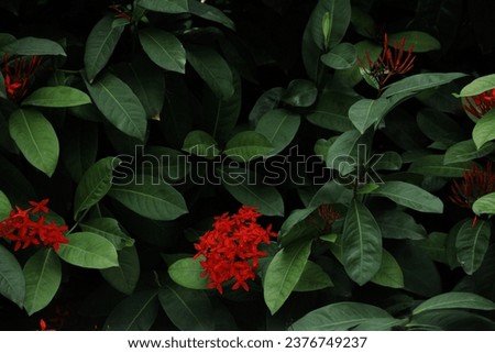 red flower jungle geranium contrast beautiful flower nature photography  flower background