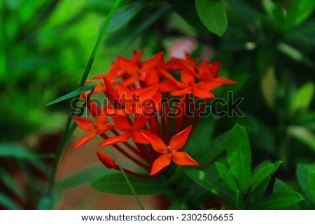 red flower
jungle geranium
plant
mini flower
jungle flower
