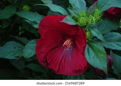 Red Flower At Lincoln Park Zoo