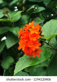 red flower looking nice