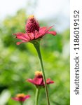 red flower macro