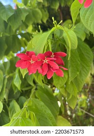 Red Flower Macro Nature Photography