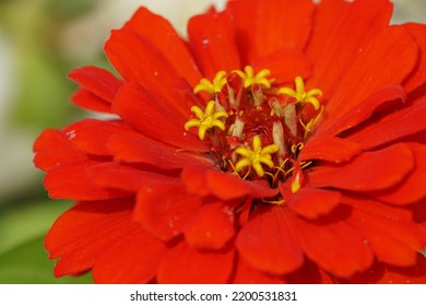 A Red Flower Macro Photography 