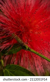 Red Flower Macro Photography In The Garden 