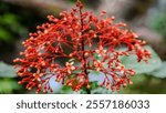 A red flower with many small red flowers on it. The flower is very pretty and has a lot of detail