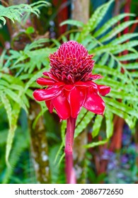 Red Flower native to Dominical, Costa Rica. Located in the tropical forests of the Puntarenas Province. 