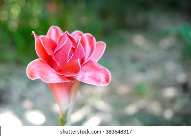 Red flower in the nature