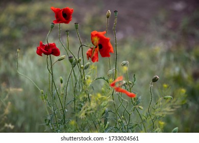Red Flower On Green Background. Poppy, Red Weed. Papaver Rhoea 