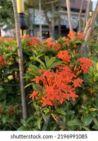 Red Flower On The Side Of The Road