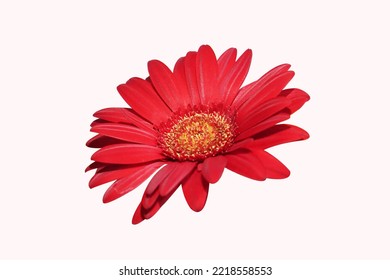 Red flower on white background, Red flower.