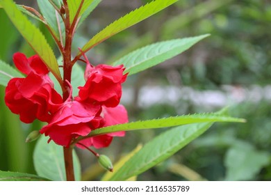 Red Flower Ornamental Plant From Asia. Impatiens Balsamina