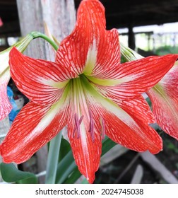 Red Flower Patel In The Morning