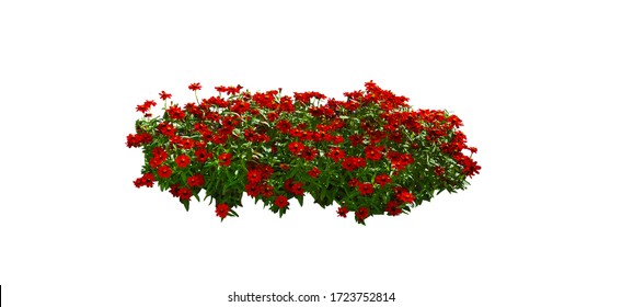 Red flower plant isolated with clipping path on white background