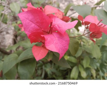 Red Flower Is A Flower Plant That Has A Special Feature That Is Growing Very Beautiful