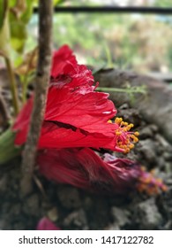 red flower in pot beautiful