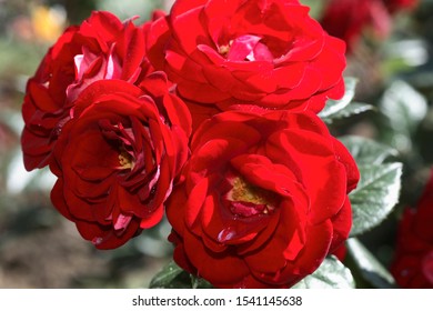 Red Flower Of Rose Coluche