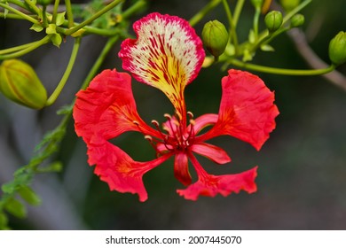 Red Flower Of Royal Poinciana
Plant