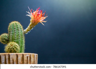 Red flower (Shinshowa) of cactus (Lobivia sp.) on black background.