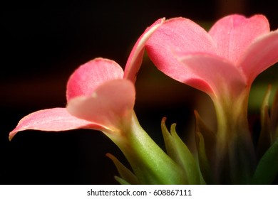 Red Flower Small. On A Dark Background. Filmed With Zoom. For Illustration And Decoration.