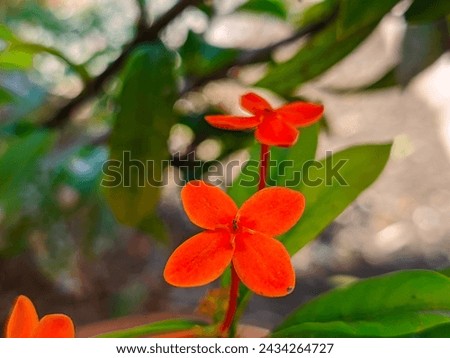 red flower that has yellow leaves with blur background