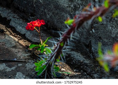 
Red Flower With Thorny Path