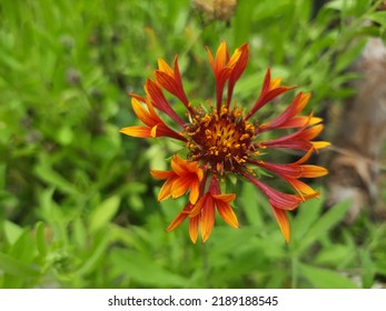 Red Flower Top Shot With Selective Focus On Pistil And Green Blurred Background