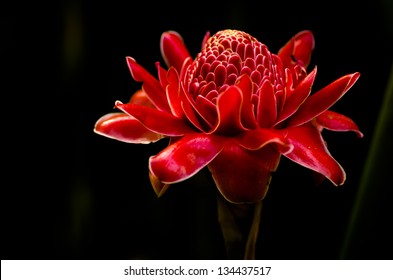 Red Flower Torch Ginger