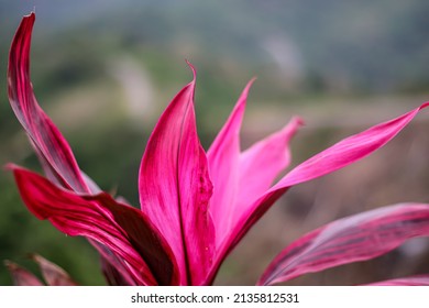 Red Flower From Tropical Climate, Soft Focus  And Fuzzy Plan Background. High Quality Photo