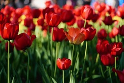 Rote Blume Tulpe In Natürlicher Beleuchtung