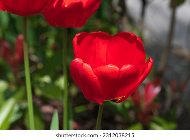 Red flower of Tulipa plant with blurred background - Shutterstock ID 2312038215