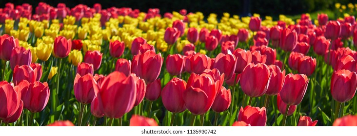 Red flower tulips flowering on background yellow tulips in tulips field.