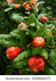 Red flowerbuds after rain in a dark green environment