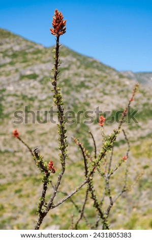 Red Flowering Cactus at Guadalupe Mountains National Park in Western Texas, USA