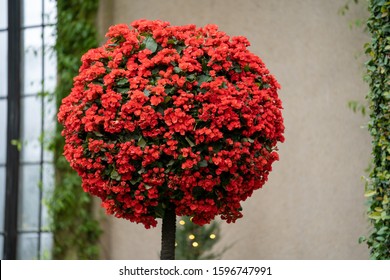 Red Flowering Christmas Topiary Tree
