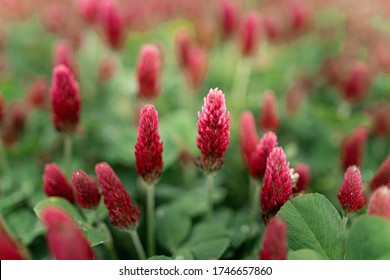 Red Flowering clover in the nature