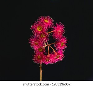 Red Flowering Gum Flower Gum-nut Eucalyptus Flower Isolated On A Black Background