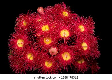 Red Flowering Gum Isolated On Black Background.