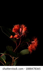 Red Flowering Gum Isolated On Black Background.