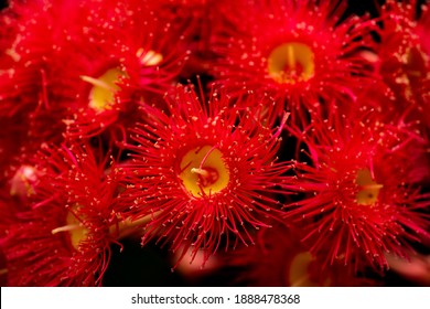 Red Flowering Gum Isolated On Black Background.